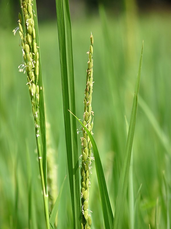 File:Oryza sativa of Kadavoor.jpg