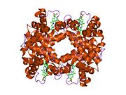 PDB 3hhb EBI.jpg