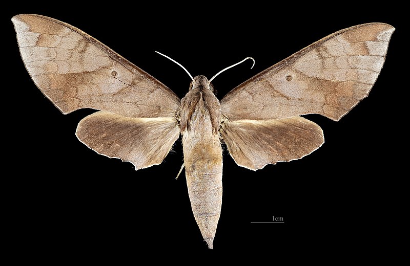File:Pachylia darceta MHNT CUT 2010 0 340 French Guiana, female dorsal.jpg