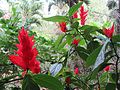 angebl Pachystachys coccinea