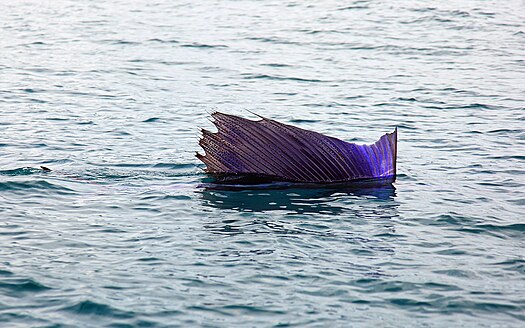 525px-Pacific-sailfish.jpg
