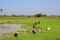 தஞ்சாவூரில் நெல்வயல் (Paddy Field in Thanjavur, Tamil Nadu)