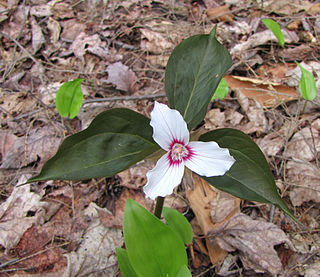 <i>Trillium undulatum</i> Species of flowering plant