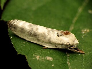 <i>Antaeotricha leucillana</i> Species of moth