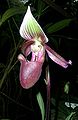 Paphiopedilum superbiens