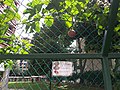 在新加坡種植百香果