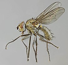 Pegomya betae, Porth Dinlle, North Wales, May 2012 (17375637124).jpg