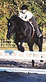 Percheron under saddle, used as a sport horse.