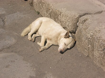 A sleeping feral dog