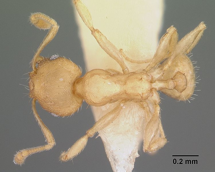 File:Pheidole floridana casent0104402 dorsal 1.jpg