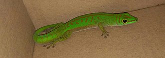 Phelsuma astriata showing bright green colouration as is normally visible in daylight. Phelsuma astriata bright green.jpg