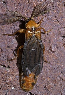 <i>Phengodes</i> Genus of beetles