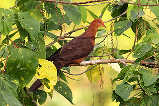 Philippine cuckoo-dove Species of bird