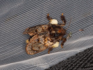 <i>Phobetron</i> Genus of moths