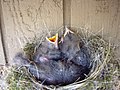 Immature birds in a nest, Norman, Oklahoma