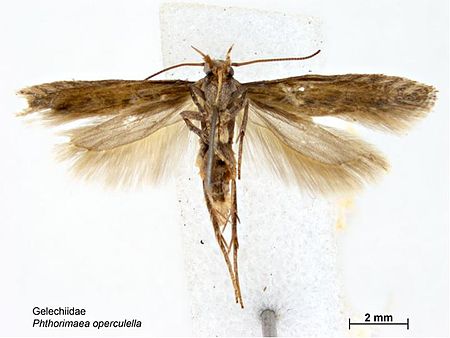 Ventral view