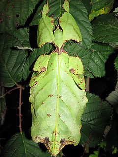 <i>Phyllium giganteum</i> Species of leaf insect