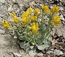 Physaria chambersii 5.jpg