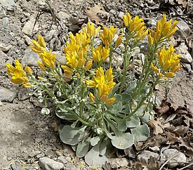 Physaria chambersii