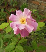 Rosa Rose2.jpg