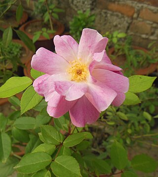 <i>Rosa rubiginosa</i> Species of plant in the family Rosaceae