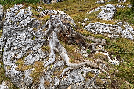Pinus cembra Root