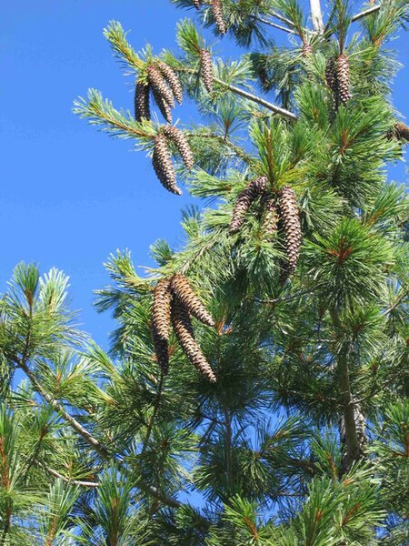 File:Pinus monticola foliagecones.jpg