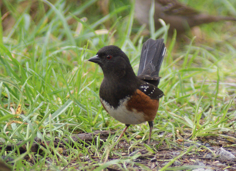 File:Pipilo maculatus -Reifel Island, Vancouver, Canada -front-8.jpg