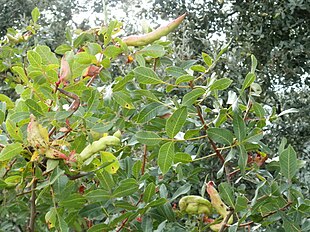 Shrub with Baizongia pistaciae galls; Dehesa Boyal de Puertollano, Spain