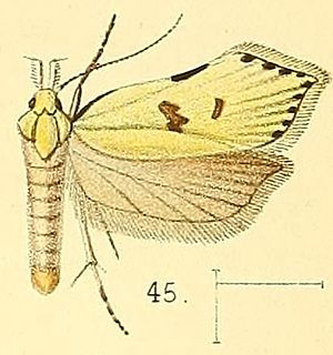 <i>Dichomeris fracticostella</i> Species of moth