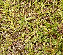 Adult but small remaining plants (~4 cm in diam.) growing in very poor soil