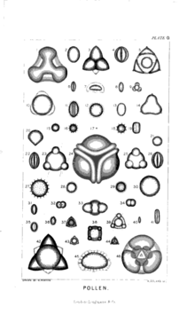 1871 plate of magnified pollen grains Plate O-Pollen.png