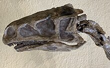 Skull of Plateosaurus at the American Museum of Natural History Plateosaurus skull AMNH.jpg