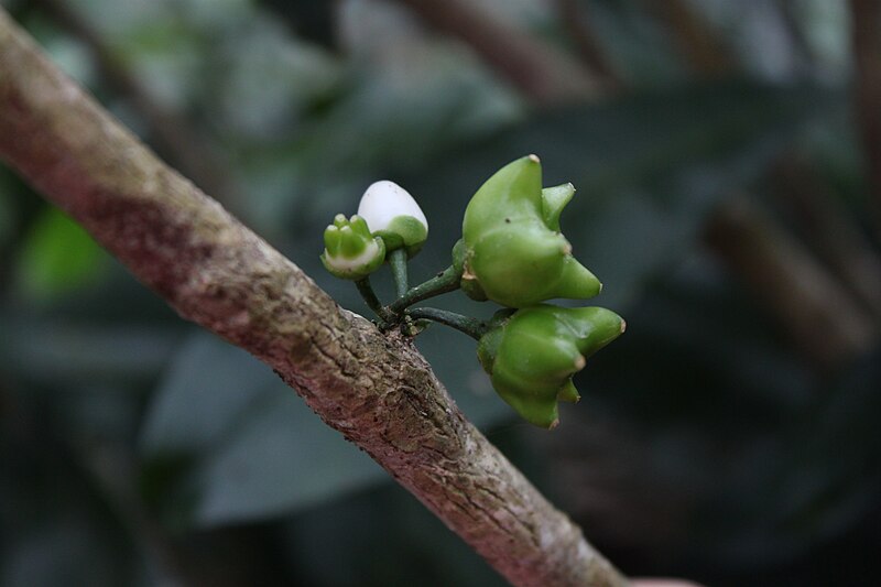 File:Platydesma cornuta decurrens.jpg