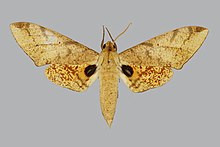 Platysphinx phyllis BMNHE814024 זכר up.jpg