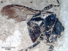 Plos One 108865 Fig 4 A Bombus cerdanyensis.png