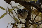 Thumbnail for File:Plumbeous Vireo Pinery Canyon Portal AZ 2018-05-10 11-34-03 (43830730601).jpg