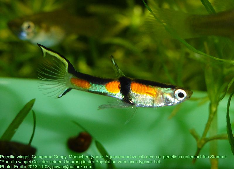 File:Poecilia wingei Campoma Guppy, Campoma, Venezuela, male 101 de 20131123.jpg