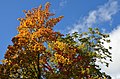 English: Autumnal acer platanoides and fraxinus excelsior Deutsch: Herbstliche Ahorn und Esche