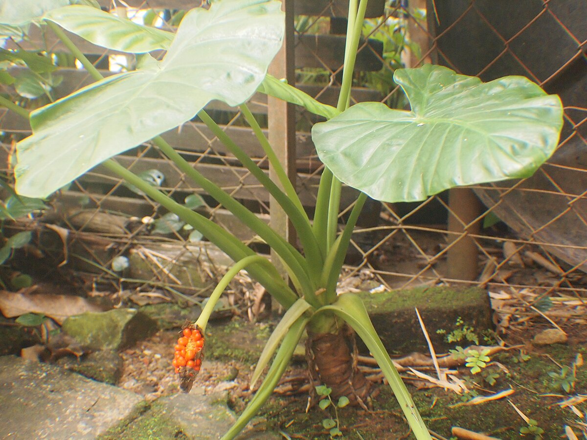 Alocasia longiloba - Wikispecies