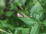 Oriental Lady’s Thumb (Polygonum cespitosum) blooming in the Beechview neighborhood of Pittsburgh