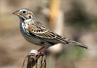 <span class="mw-page-title-main">Vesper sparrow</span> Species of bird