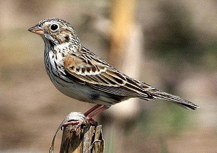 Воробей новая песня. Pooecetes gramineus. Птица коричневого цвета. Vrabie. Vrabia.