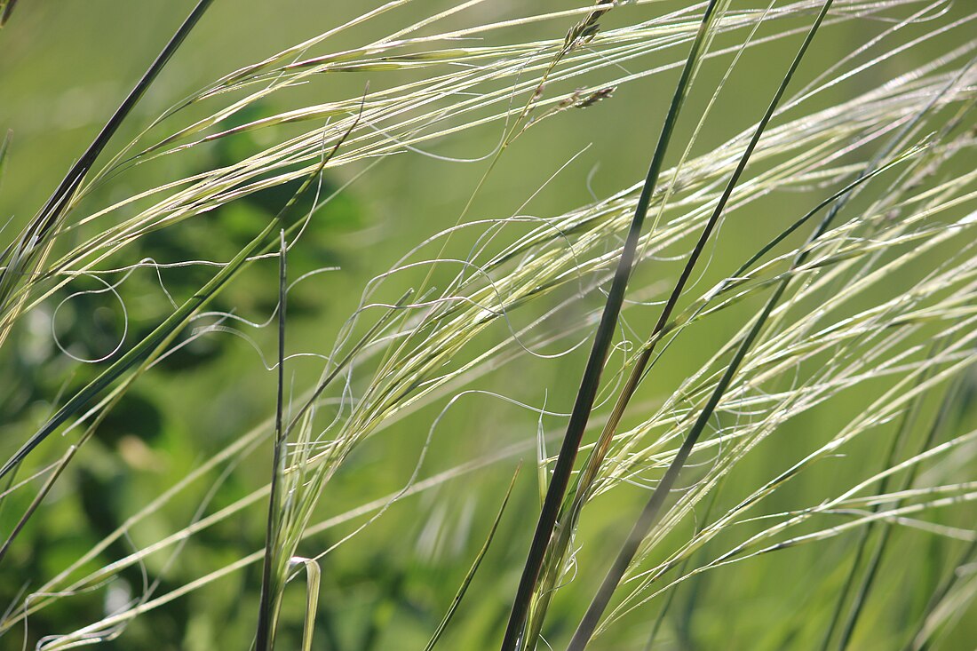 Hesperostipa