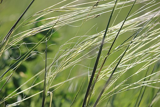 Porcupine Grass (Closeup) (14258034487)