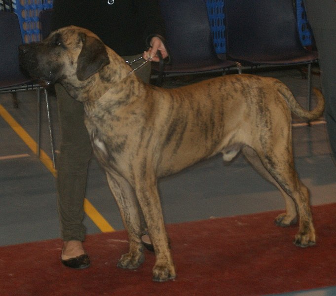 File:Presacanario-brindle1.jpg