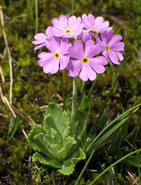 File:Primula farinosa 2 RF.jpg