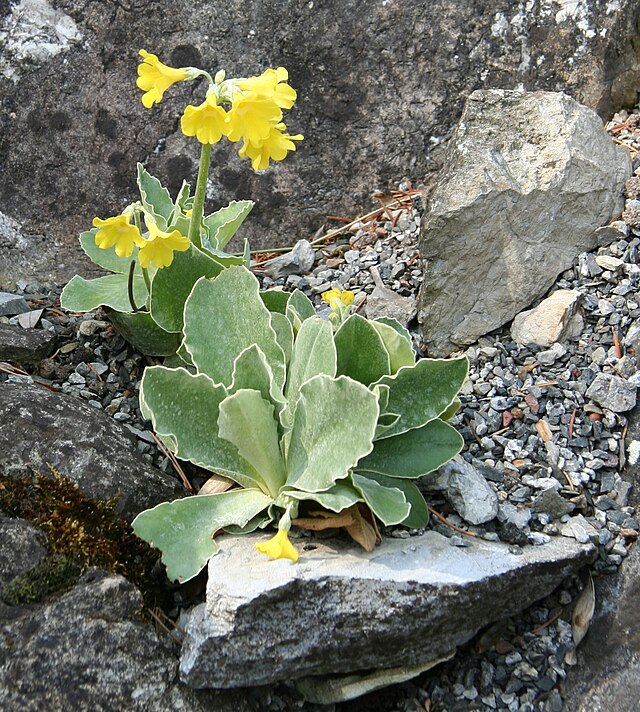 Description de l'image Primula palinuri 06.jpg.