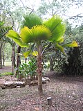 Miniatura para Jardín botánico de Cooktown