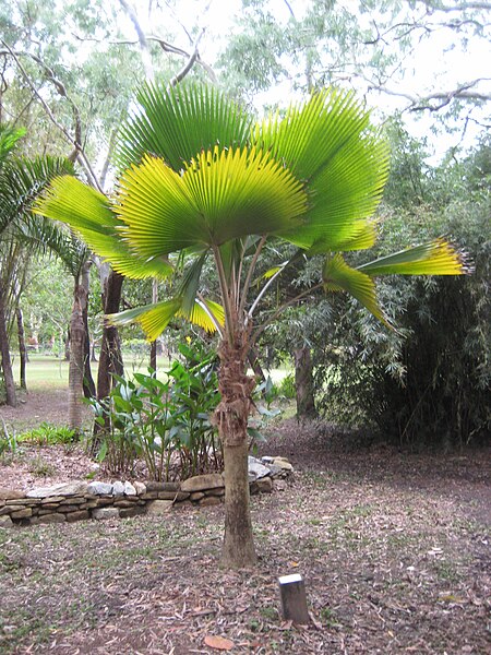 File:Pritchardia pacifica, Cooktown 2010.jpg